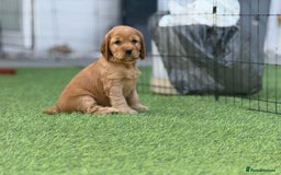 Cocker Spaniel dogs for sale: LAST BOY - Show Cocker Spaniel  in Newport - Image 7