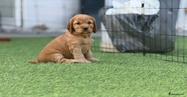 Cocker Spaniel dogs in Newport - Advert 15