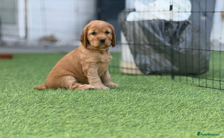 Cocker Spaniel dogs in Newport - Advert 4