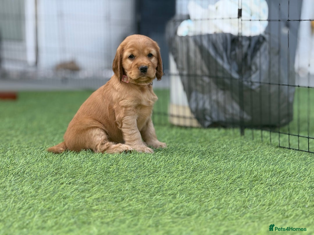 Cocker Spaniel dogs for sale: LAST BOY - Show Cocker Spaniel  in Newport - Image 7
