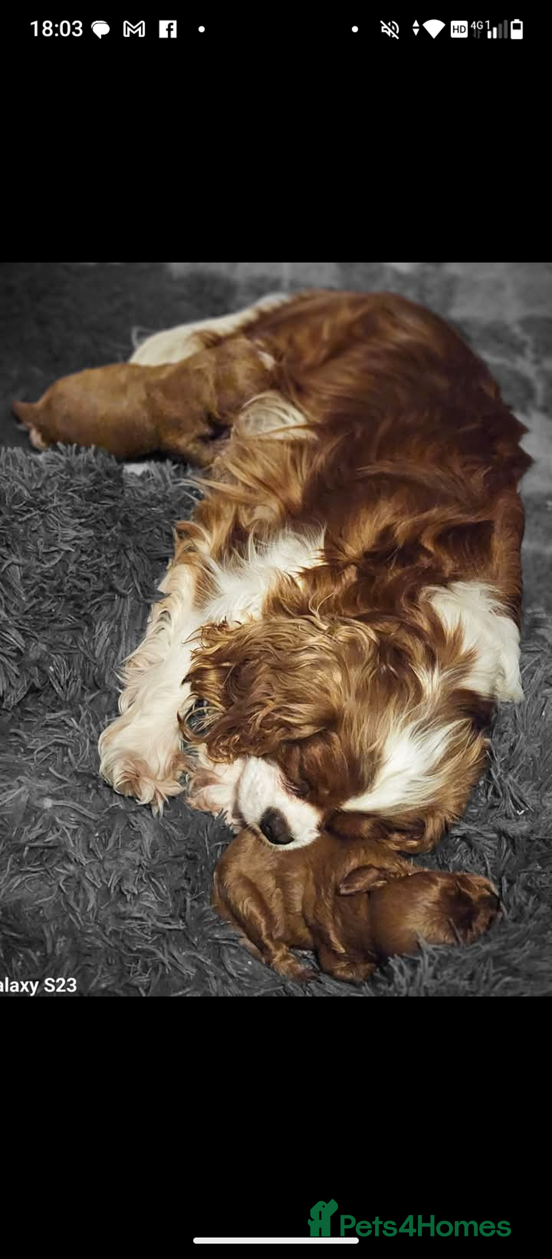 Cavapoo dogs for sale: Rare extensively health tested F1 cavapoos  - Image 2