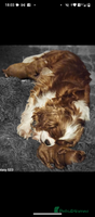 Cavapoo dogs - Advert 3