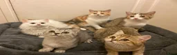 Munchkin cats for sale: Full Pedigree Munchkin Kittens - Advert 21