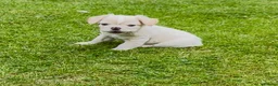 French Bulldog dogs for sale: Ready NOW Adorable Fluffy French Bulldog Puppies - Advert 7