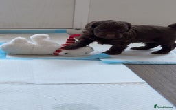 Cockapoo dogs for sale: Cockerpoos  - Image 4