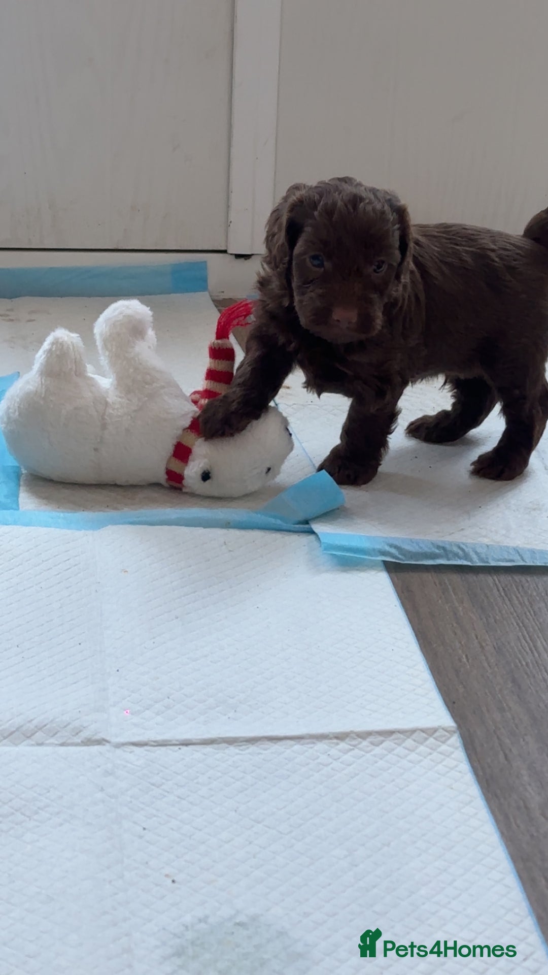 Cockapoo dogs for sale: Cockerpoos  - Image 4