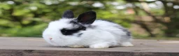 Angora rabbits for sale:     Beautiful Baby Angora Cross Rabbits - Advert 6