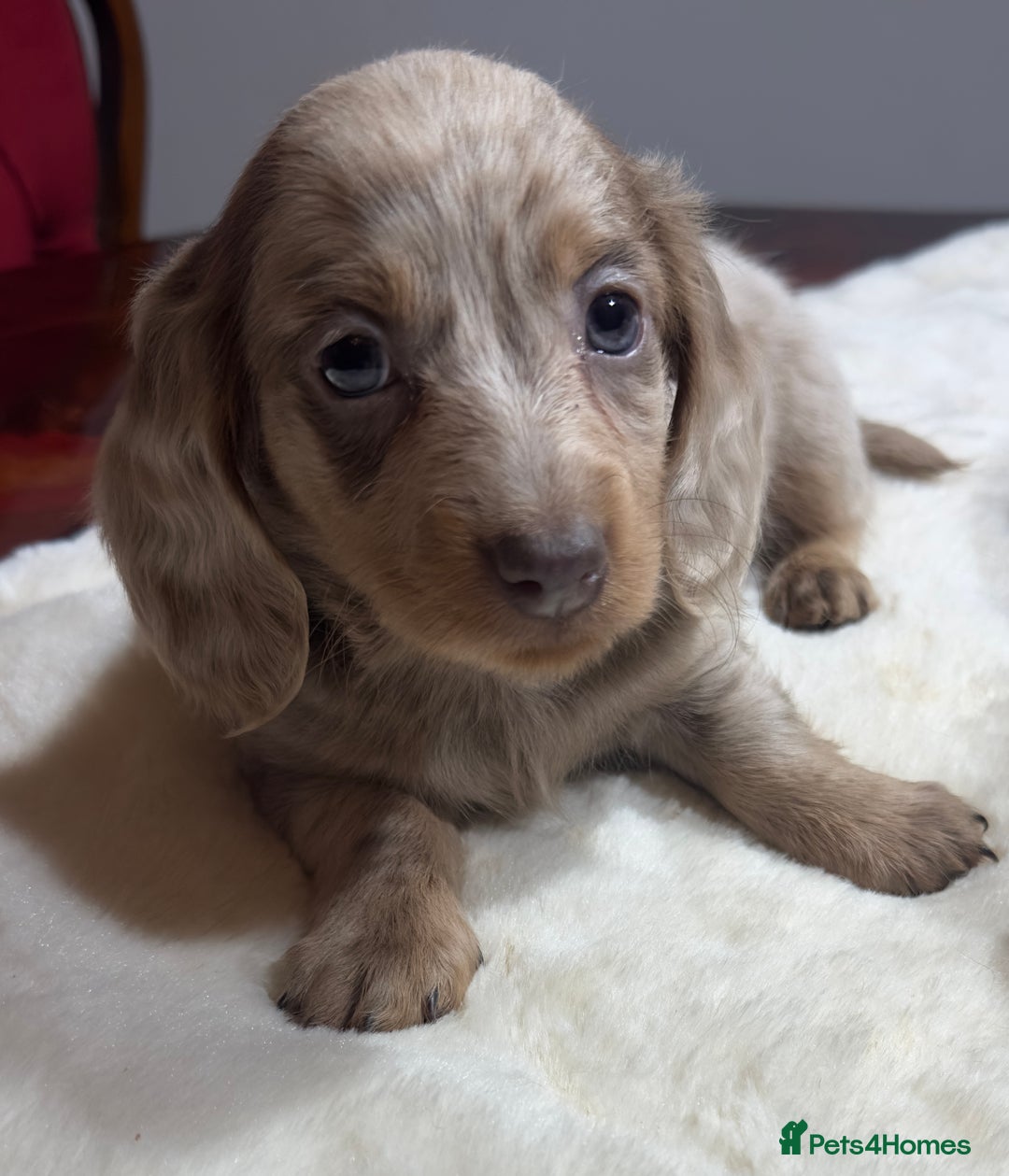 Miniature Dachshund dogs for sale: Dachshund miniature long hair - Advert 27