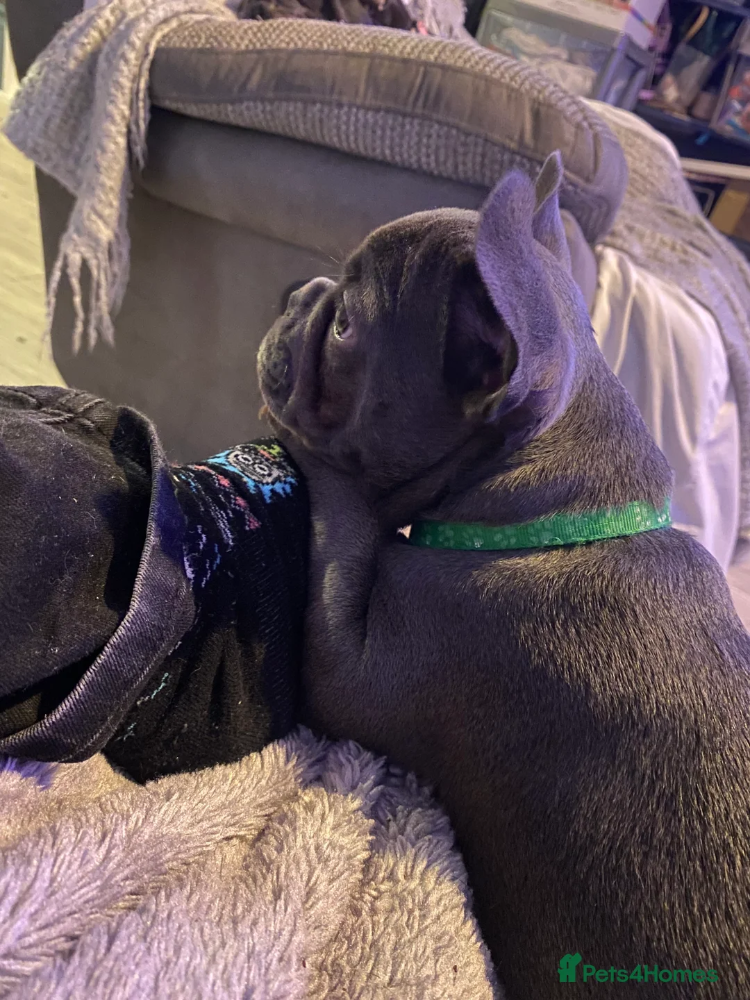 French Bulldog dogs for sale: Gorgeous French bulldog puppies 1 m & 1 f - Advert 20