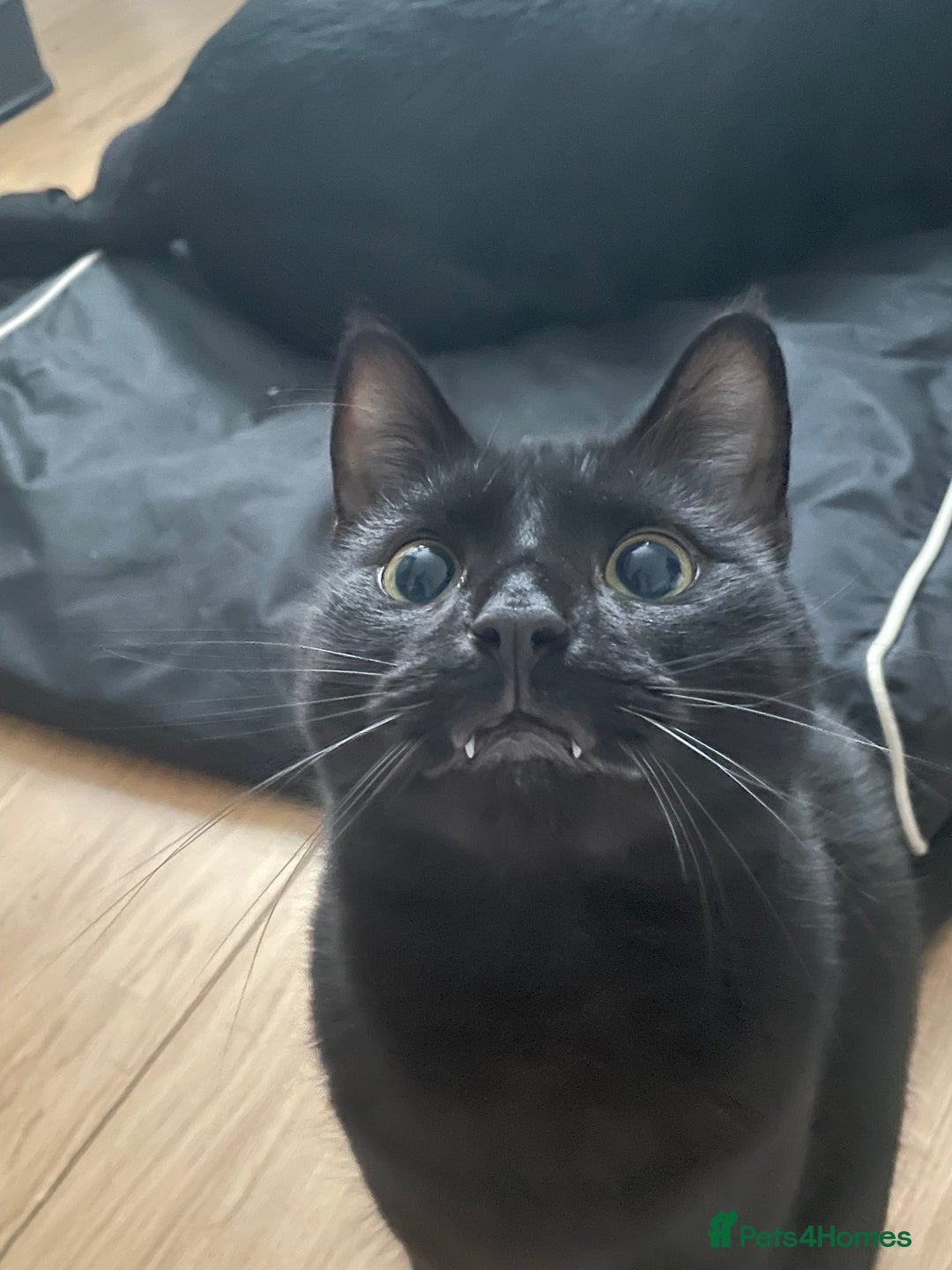 Domestic Shorthair cats for sale: 2 year old male cat - Image 3