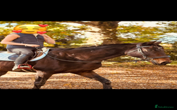 English Thoroughbred horses for sale: X2 safe stunning geldings alrounders - Image 17