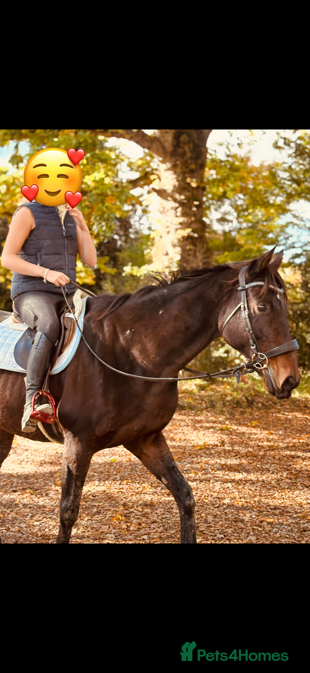 English Thoroughbred horses for sale: X2 safe stunning geldings alrounders - Image 17