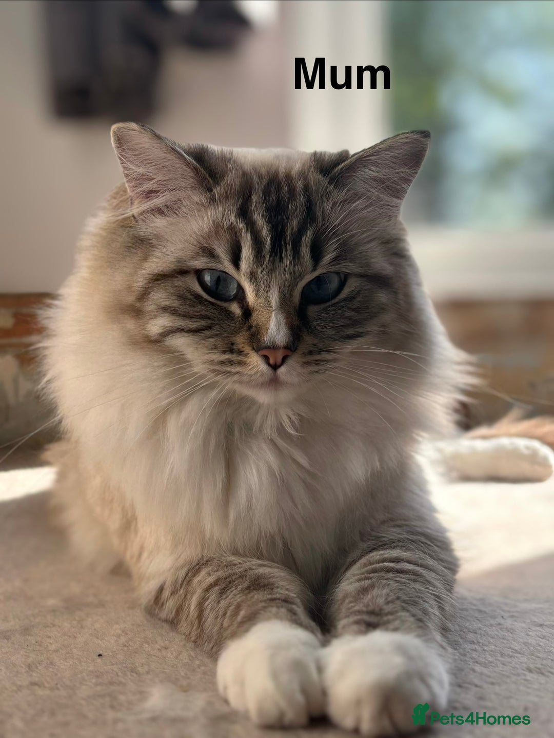 Ragdoll cats for sale: Stunning Ragdoll Kittens Available - Advert 12