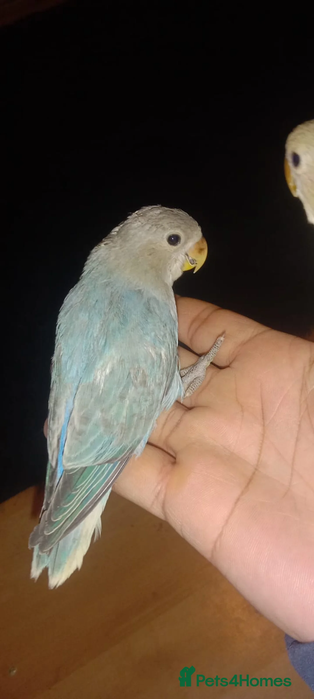 Lovebirds birds for sale: 8 tame lovebirds  - Advert 6