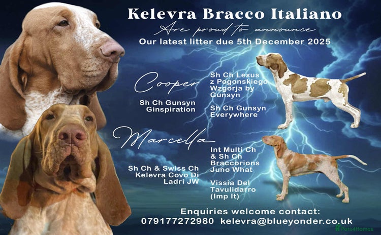 Bracco Italiano dogs 🌟 Bracco Italiano Puppies Due 5th December 🌟 - Advert 2