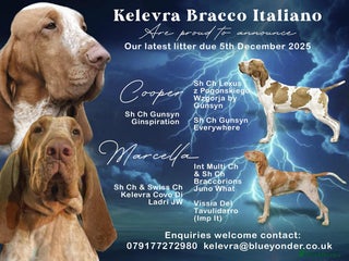 Bracco Italiano dogs 🌟 Bracco Italiano Puppies Due 5th December 🌟 - Advert 2
