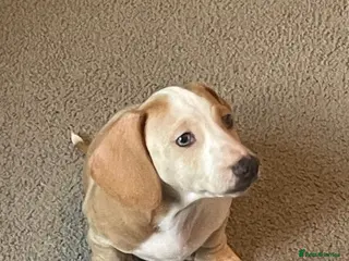 Miniature Dachshund dogs 1 miniature dachshund pup - Advert 1