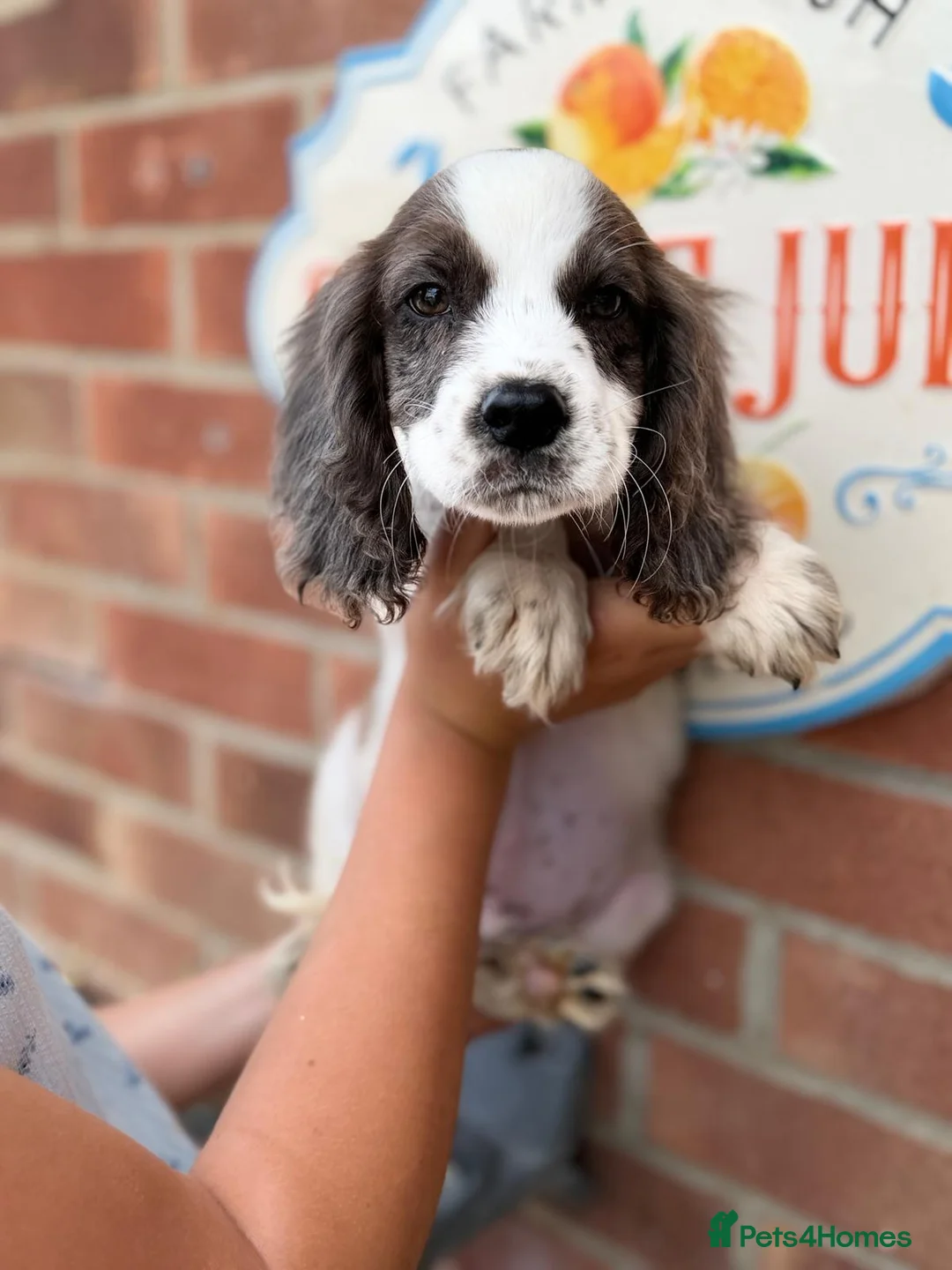 Cocker Spaniel dogs for sale: Prolific working lines cocker spaniel puppies  - Advert 12
