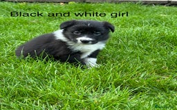 Border Collie dogs for sale: Pure Bred Border Collie Puppies For Sale - Image 4