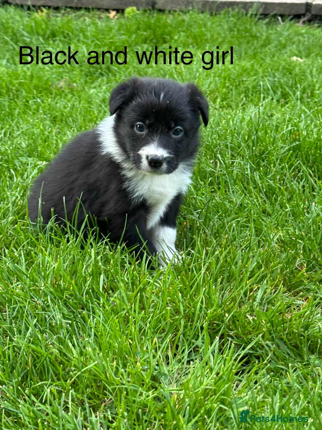 Border Collie dogs for sale: Pure Bred Border Collie Puppies For Sale - Image 4