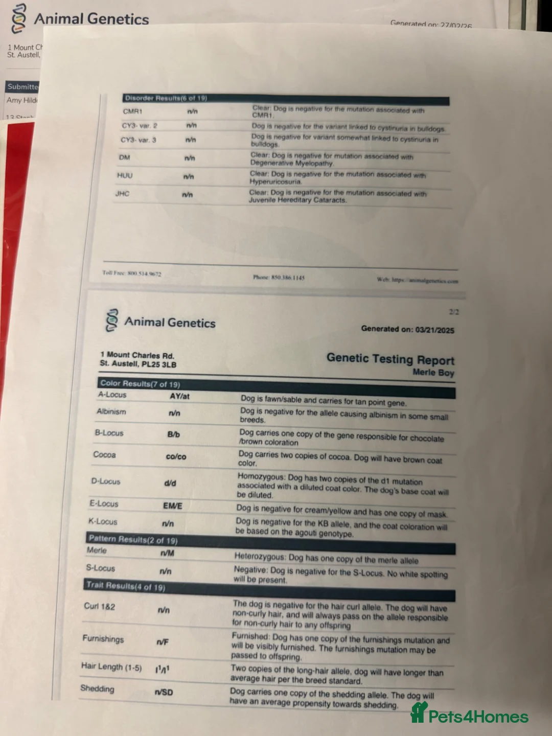 French Bulldog dogs for stud: MR NOODLES 🧸TEDDY BEAR FLOODLE COAT 🧥 FRENCHIE  - Advert 4