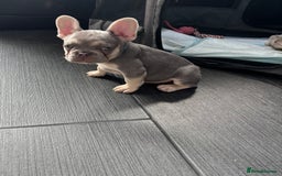 French Bulldog dogs for sale: French Bull Dog Puppies! - Image 5