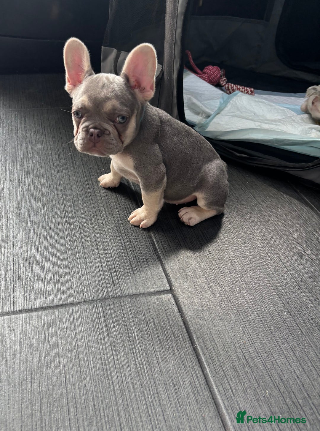 French Bulldog dogs for sale: French Bull Dog Puppies! - Image 5