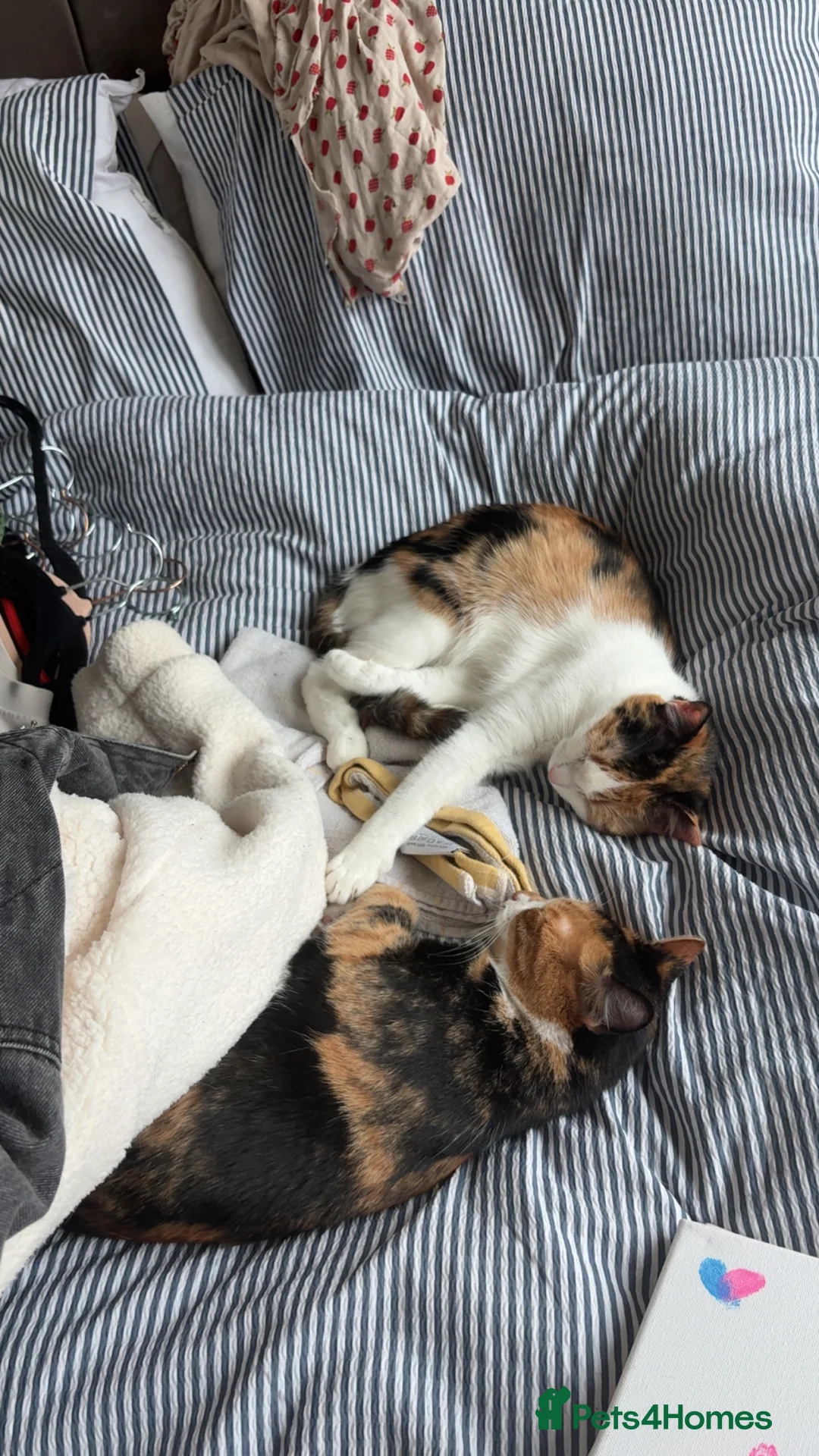 Mixed Breed cats for sale: Mochi Kimchi & Miso - Advert 32