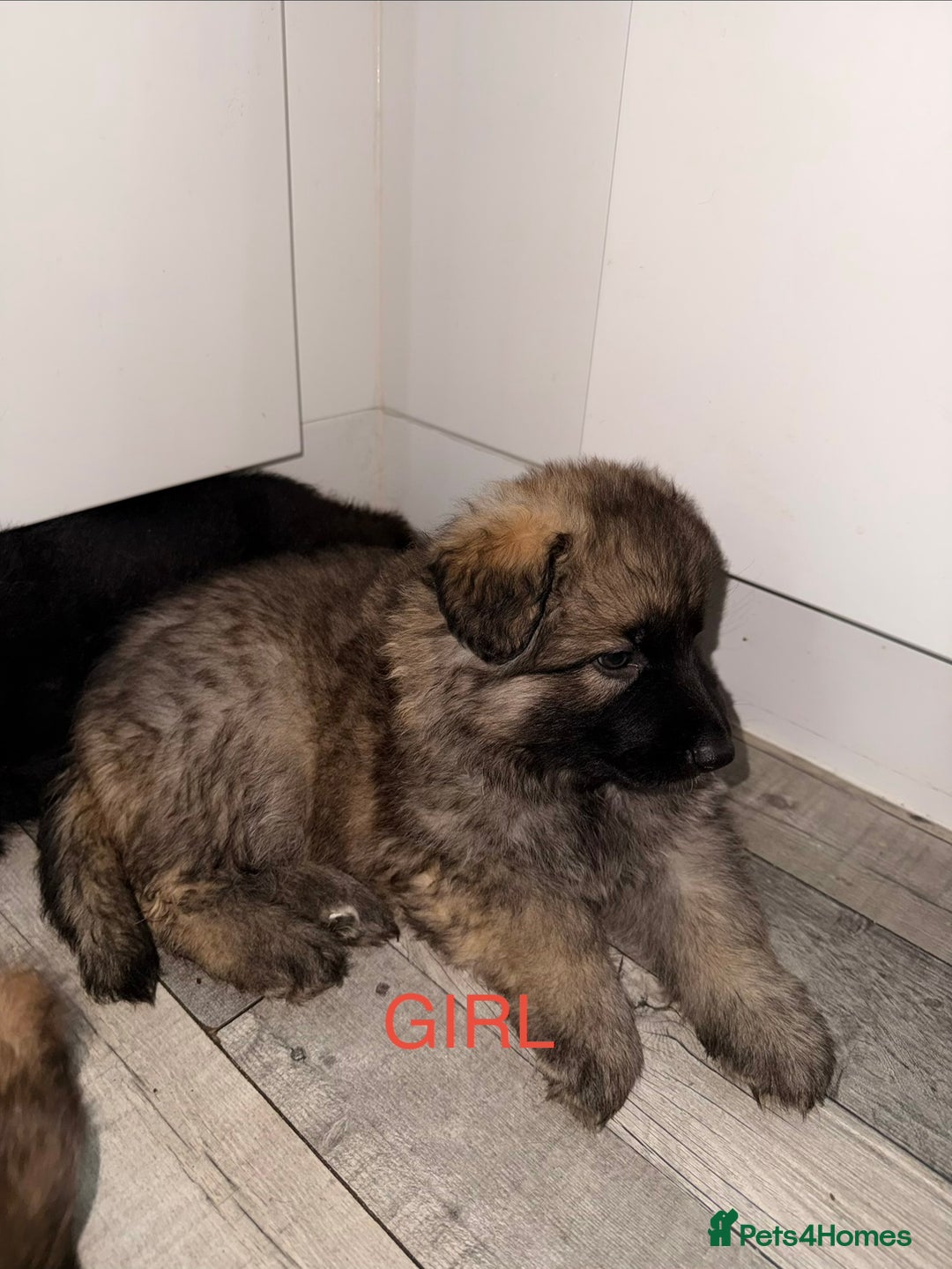 German Shepherd dogs for sale: Stunning German shepherds  - Advert 10
