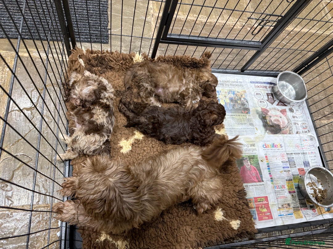 Shihpoo dogs for sale: Shipoos  - Image 9