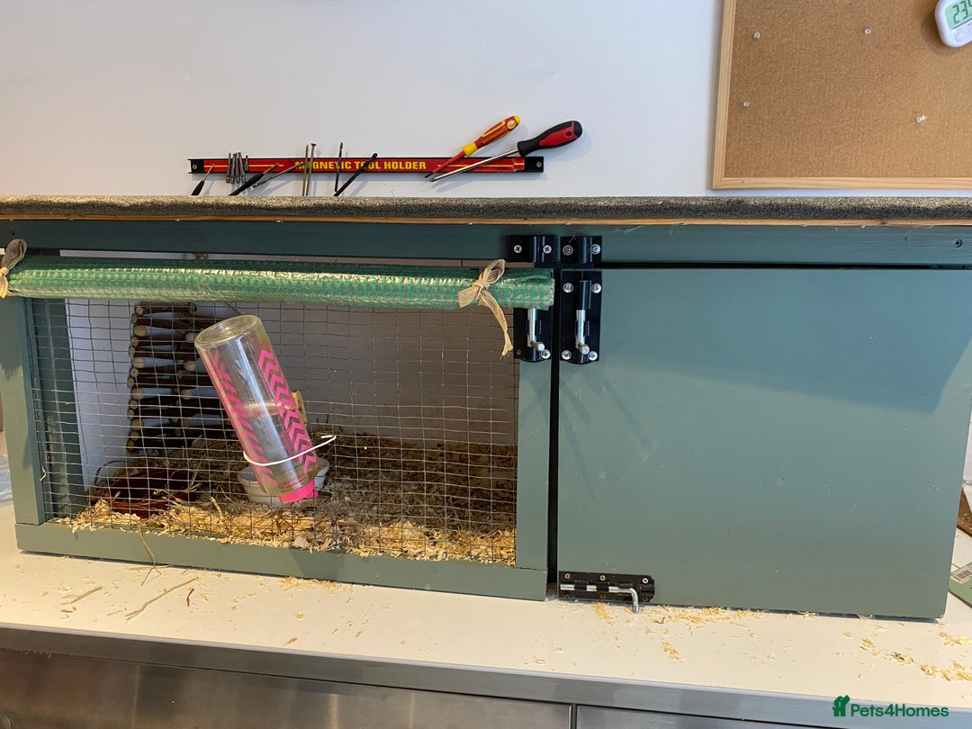 Guinea Pig rodents for sale: 2 male guinea pigs 4 mths old-all set up included - Image 5