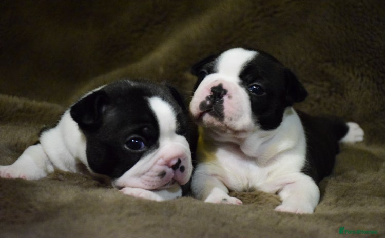 Boston Terrier dogs - Advert 2