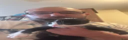 British Shorthair cats for sale: Ginger and black and white males - Advert 6