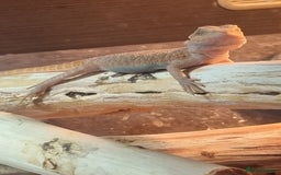 Bearded Dragon reptiles for sale: Bearded dragons  babies  - Image 32
