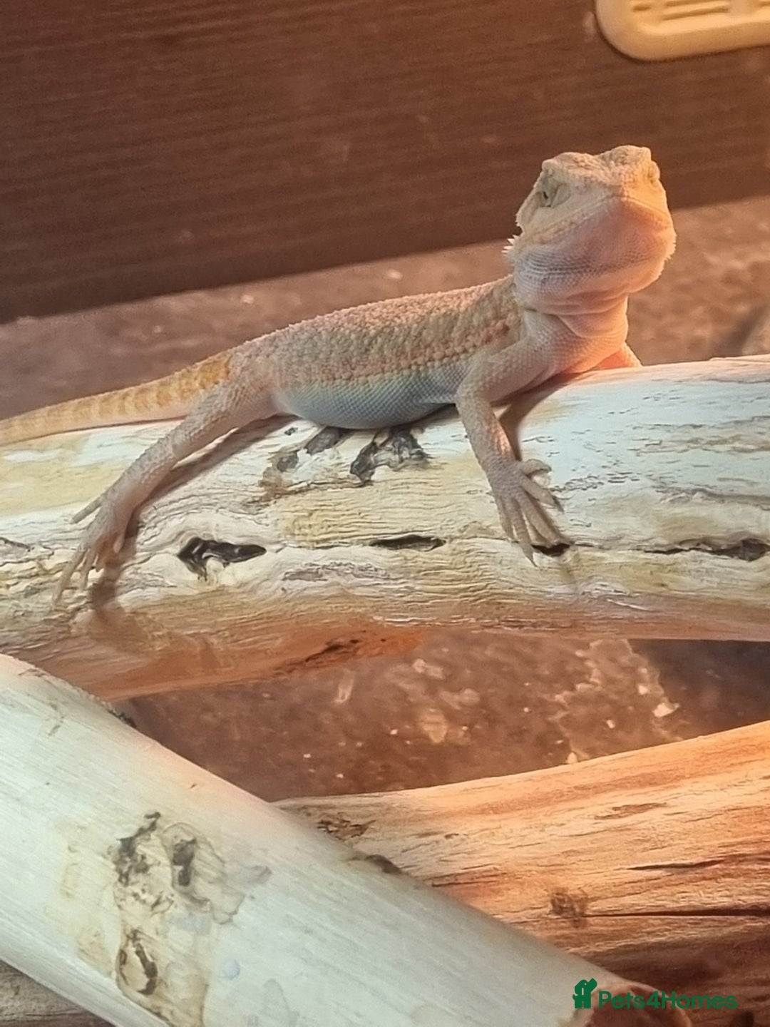 Bearded Dragon reptiles for sale: Bearded dragons  babies  - Image 32