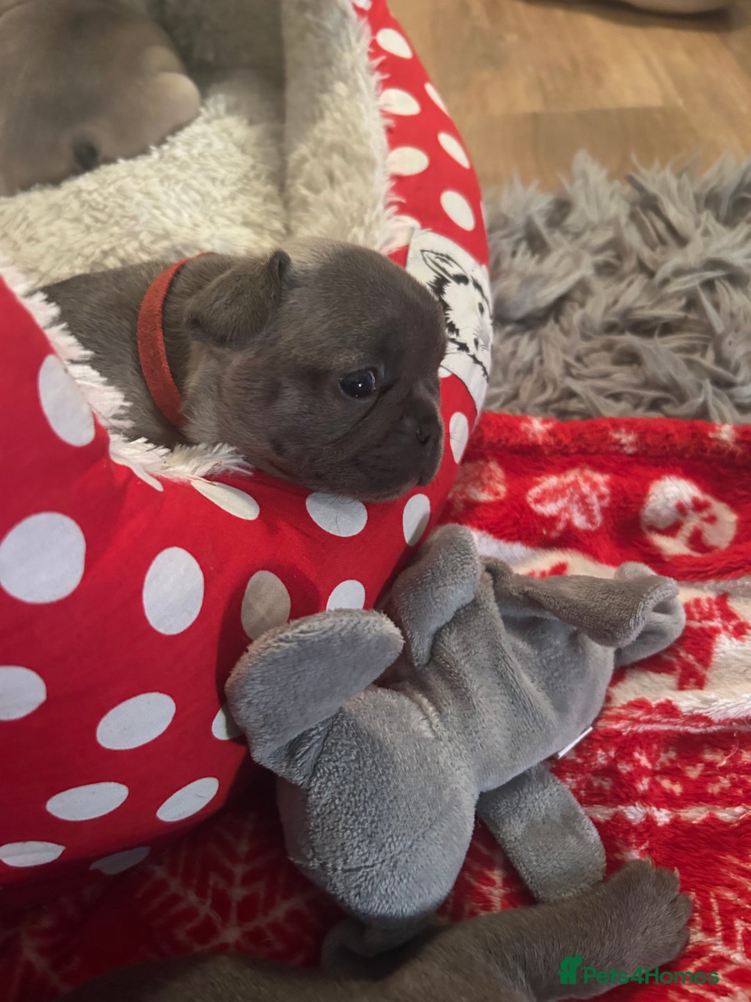 French Bulldog dogs for sale: French bulldog pups  - Image 19