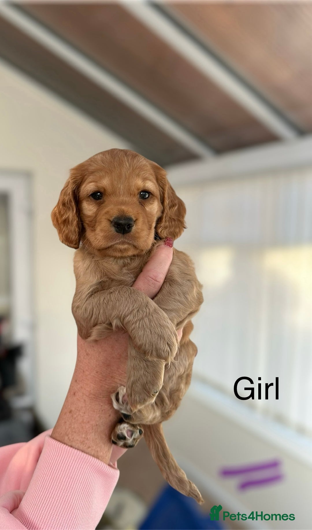 Cocker Spaniel dogs for sale: Cocker Spaniels  - Advert 7