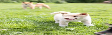Japanese Shiba Inu Puppy 2