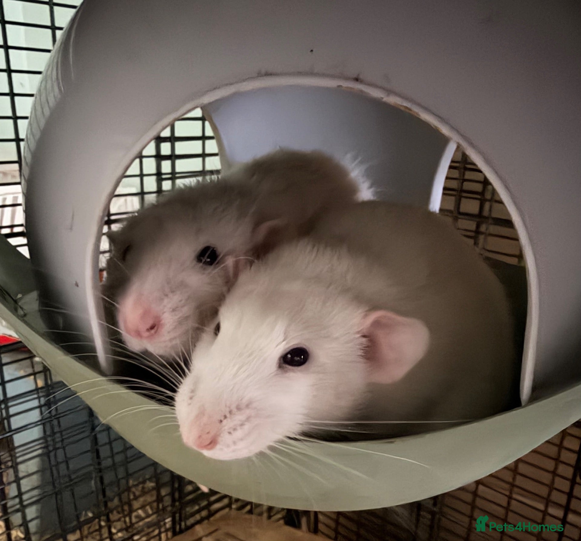 Rat rodents Beautiful tame male rats and possible females  - Advert 2
