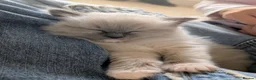 Ragdoll cats for sale: Dual registered Beautiful Blue Mitted Ragdoll Boy - Advert 4