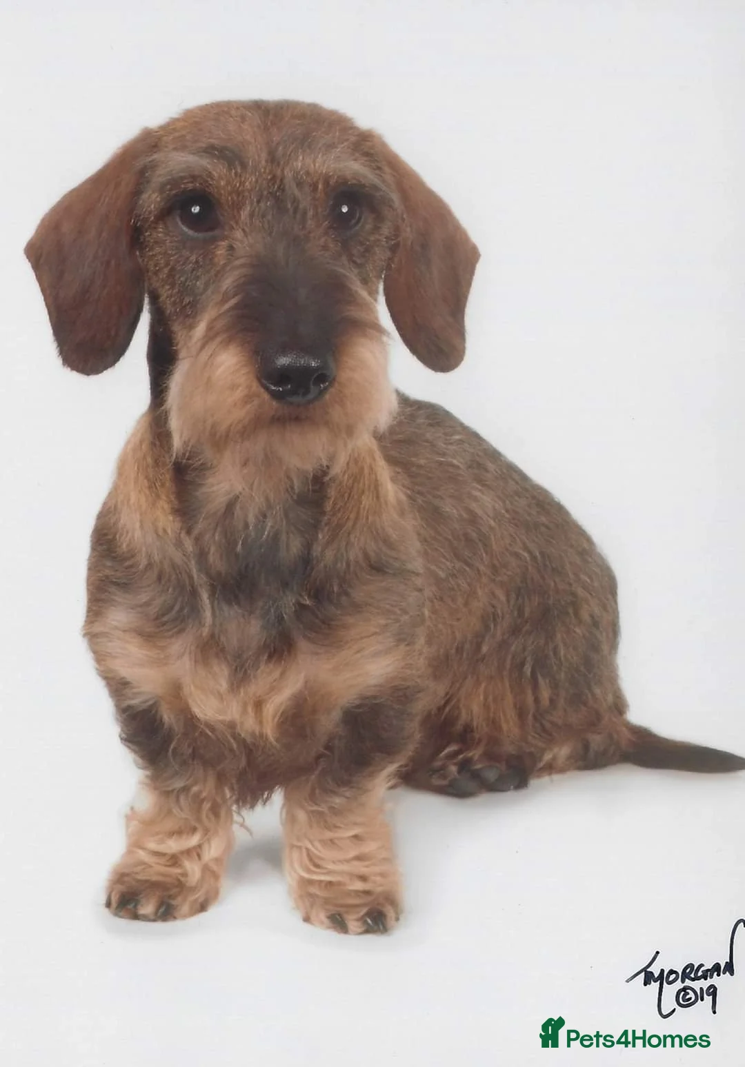 Miniature Dachshund dogs for stud: Miniature Wirehaired Dachshund for Stud in Ringwood - Advert 3