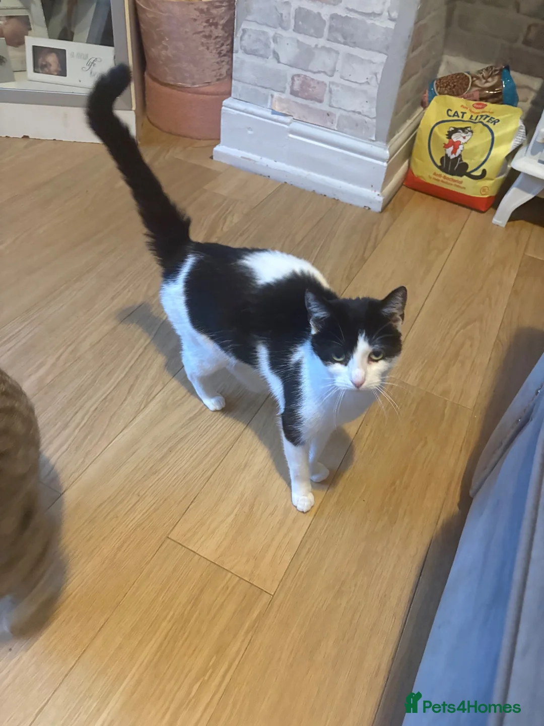 Mixed Breed cats for sale: Two female cats - Advert 2