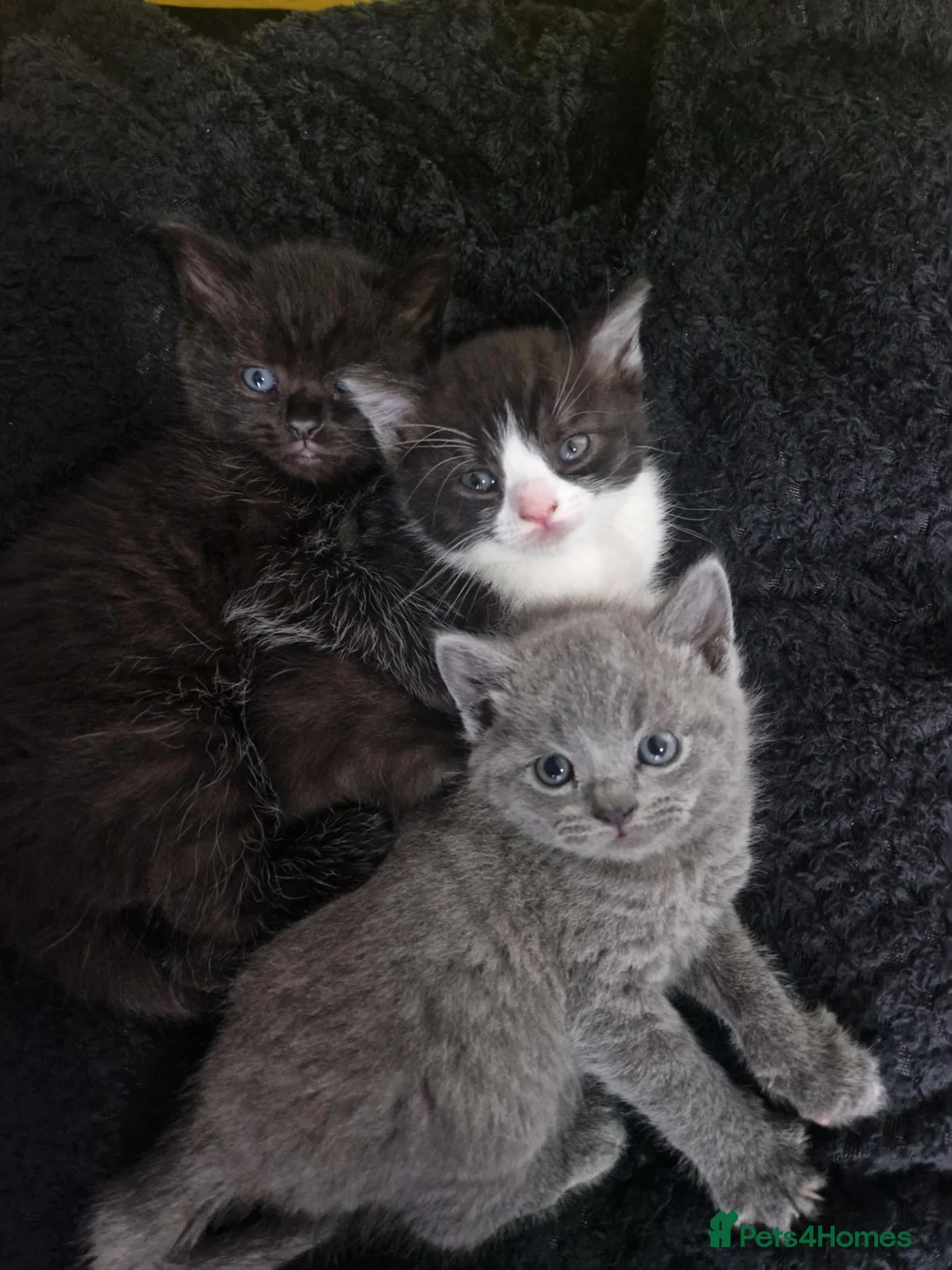British Shorthair cats for sale: We have 3 bsh cross kittens for sale in Morecambe - Advert 2