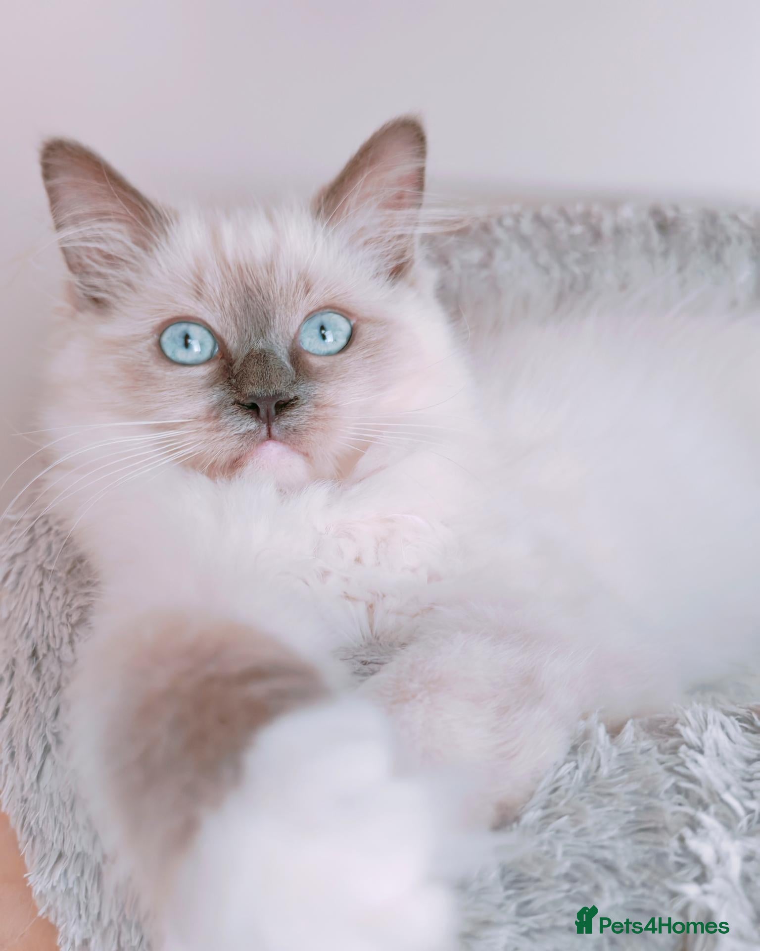 Ragdoll cats Raised with Love, ready for forever homes 🏠❤️ - Advert 7
