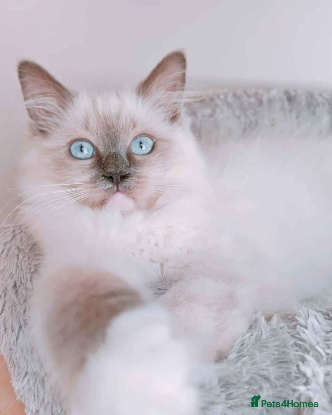 Ragdoll cats for sale: Raised with Love, ready for forever homes 🏠❤️ - Advert 1