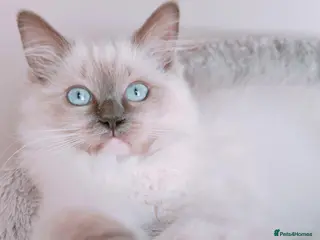 Ragdoll cats Raised with Love, ready for forever homes 🏠❤️ - Advert 7