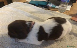 English Springer Spaniel dogs for sale: English Springer Spaniel Puppies KC Registered - Image 3