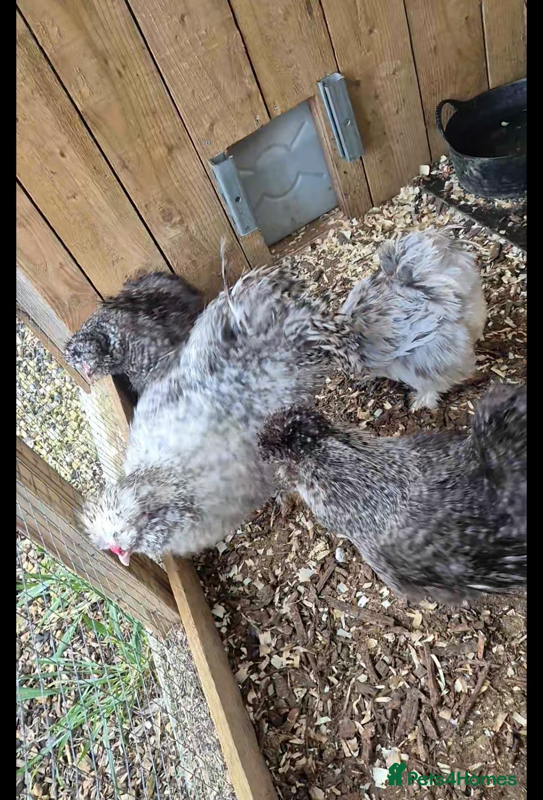 Chickens poultry for sale: X6 Mixed Silkie Hatching Eggs  in Crook - Advert 5