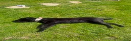 Cane Corso dogs for sale: Female cane corso  - Advert 3