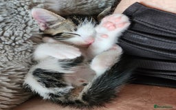 Mixed Breed cats for sale: Bengal x Domestic short hair Kittens - Image 1